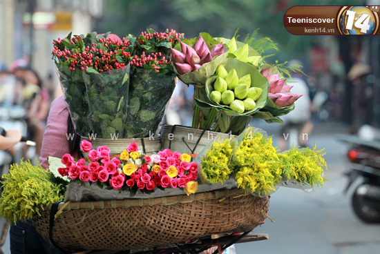 Hoa dừa cạn rủ, hoa dua can ru, hoa Tết, hoa Tet, hạt giống hoa, hoa treo, dạ yến thảo, hoa treo ban công, hạt giống hoa oải hương, bán hạt giống hoa oải hương, hat giong hoa oai huong, hạt giống  chất lượng cao, hat giong hoa , hat giong hoa chat luong cao, hoa trong tham, hoa trong chau,